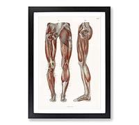 Anatomy of The Leg Muscles by Carl Ernst Bock Framed Print | A2 Black Framed Wall Art | Ready to Hang | Modern Nature Picture | Living Room Bedroom Lounge Office