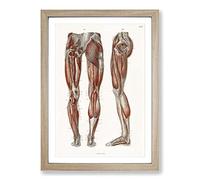 Anatomy of The Leg Muscles by Carl Ernst Bock Framed Print | A2 Oak Framed Wall Art | Ready to Hang | Modern Nature Picture | Living Room Bedroom Lounge Office