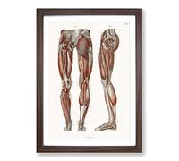 Anatomy of The Leg Muscles by Carl Ernst Bock Framed Print | A2 Walnut Framed Wall Art | Ready to Hang | Modern Nature Picture | Living Room Bedroom Lounge Office