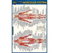 Anatomy of the Muscular System