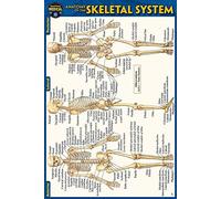 Anatomy of the Skeletal System