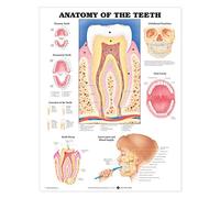 Anatomy of the Teeth