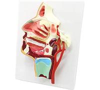 Anatomy Oral Nose Throat Vascular And Nerve Model - Human Organ Anatomical Model Nerve Model - Pvc Material Human Oral Nose Throat Vascular And Nerve Anatomical
