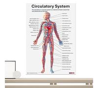 Anatomy Poster - Muscular Educational Sheets, Detailed Visual Reference | Set 16 Pieces Paper 25.5 x 20.5 cm Complete Anatomical Table Study Home Classroom Hospital Nursing Training Academic