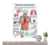 Anatomy Poster - Paper 25.5x20.5cm | 16 Anatomical Chart | Educational Muscular System Wall Poster | Reference For Classroom Study, Medical Learning, And Home Decoration