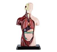 Anatomy Scientific Educational Kit Removable Realistic