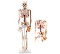 Anatomy Skeleton Models,85 cm Anatomy Skeleton Life-Size with Stand Human Anatomy Skeleton with Muscle Painting Details,Learning Model, Teaching Aid, Classic Skeleton