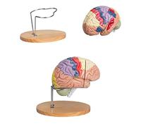 Anatomy Skeleton Models Educational Model,4-Part Human Brain Anatomical Model Color-Coded 2-Way Life Size Brain Model Nine Regions Professional Of The Brain For Neuroscience Education
