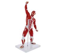 Anatomy Skeleton Models Educational Model,Human Muscle Anatomy Model 20in Mini Human Muscle Figure Human Anatomy Muscle Model Muscular System Model 3D Figure Statue Muscular