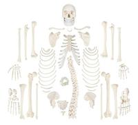 Anatomy Skeleton Models Educational Model, Life Size Disarticulated Skeleton Anatomy Model 170 cm Complete Disarticulated Human Skeleton Bundle 3 Part Human Skull
