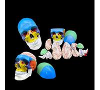 Anatomy Skull,Human Skull with Brain Anatomical Model,22 Bones Color-Coded Partitioned Skull,of 8 Components,Life-Size A
