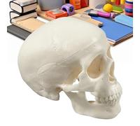 Anatomy Skull Model - Realistic Skeleton Head Bones, Miniature Human Skull Prop | Educational Display Tool for Classroom Teaching Study Lab Art Design Halloween Crafts Medical Science Learning
