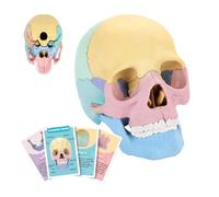 Anatomy Skull Model - Removable Human Skeleton Toy, Colorful Educational Bone Model, Medical Learning Aid, Anatomy Teaching Tool | Science Lab Accessories