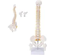 Anatomy Spine Model,Life Size 1/2 Removable Flexible Spinal Cord Model for Teaching Skeleton Study 45Cm Human Spine Model