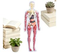 Anatomy Study Figure - Biology Science Mannequin, Physical Structure, Removable Internal Organs, Teaches Internal System Functions, Academic Learning Kits, Large Multi Color Torso For Home