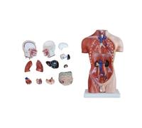 Anatomy Study Tools, Human Body Model with 13 Removable Organs