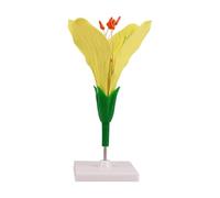 Anatomy Teaching Model with Classroom Demonstration Use, ABS Plant Structure Display on Base for Botany Lessons Flower Morphology Aid Plant Anatomy Classroom Aid Freestanding Botany Display Biology