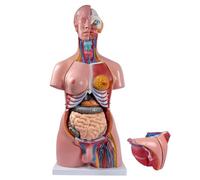 Anatomy Torso Model with 23 Removable Organs for Medical Education and Study
