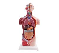 Anatomy Torso Model with Color Coded Organs, Freestanding Base, Teaching Display for Biology Class, Science Education, Home Study Anatomy Teaching Model Anatomical Torso Human Body Organ Display Study