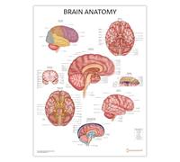 AnatomyStuff 2 PACK Brain and Nervous Anatomy Poster Set, 45x60 cm, Nerves Diagram, Anatomical Brain Chart, Human Anatomy Poster Set (Brain)