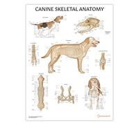 AnatomyStuff Canine Skeletal Anatomy Poster/Chart 45x60cm, 18 x 24 inches, Veterinary Anatomy and Physiology, Dog Skeleton System Diagram