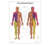 AnatomyStuff Dermatomes Anatomy Poster/Chart 45x60cm, 18x24 inches, Dermatome Map Diagram, Nerve Innervation Chart