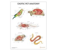 AnatomyStuff Exotic Pet Anatomy Poster, 45x60 cm, 18x24 inches, Veterinary Chart, Anatomical Animal Diagram