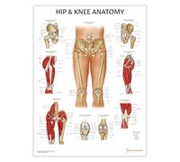 AnatomyStuff Hip and Knee Anatomy Chart/Poster - Orthopaedic and Physiotherapy Joint Diagram 45x60cm (18 x 24 inches)