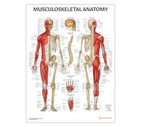 AnatomyStuff Musculoskeletal Anatomy Poster/Chart 45 x 60 cm, 18 x 24 inches, Muscular Diagram, Skeleton Anatomy, Musculature Skeletal System Poster