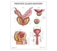AnatomyStuff Prostate Anatomy Chart 45x60cm, 18x24 inches, Male Reproductive System Diagram, Male Health Education, Urology Poster