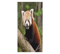 Anceky Soft Lightweight Beach Towel, Little Red Panda Large Bath Towel, Quick Dry Absorbent, Travel Towel for Beach Swimming Pool Cruise Camping Travel 63 * 31.5 Inches