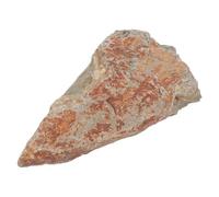 Ancient Fern Plant Specimen Stone Display for Paleobotany Study