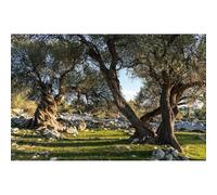 Ancient Olive Garden Backdrop Greece Countryside Old Olive Trees Photography Background Olive Grove Scenery Nature Landscape Backdrop Olive Garden Outdoor Background Photo Booth Props 7x5ft