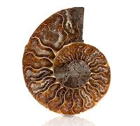 ANCLLO Ammonite Fossil Snail Specimen, Ammonite Fossil Specimen Shell Natural Stones and Minerals with Ancient History, Retro Style