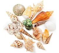 ANCLLO Seashells Mixed Beach Sea Shells, Large Seashells Perfect for Beach Theme Party Home Decor DIY Crafts Fish Tank Decor