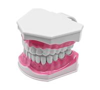 ANCLLO Tooth Model 2 Times Dental Large Teeth Model Dental Teaching Study Brushing Tooth Model for for Teaching and Study
