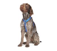 Ancol Nylon Dog Harness, Blue Small fits, 37 - 58 cm