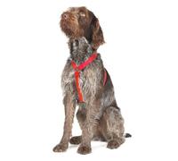 Ancol Nylon Dog Harness Red Small fits 37 - 58 cm