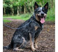 Ancol Timberwolf Leather Dog Lead - Blue - Size: Small