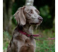 Ancol Timberwolf Leather Dog Lead - Raspberry - Size: Large