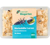 Andermatt Biogarten Ladybird Larvae - 30 items