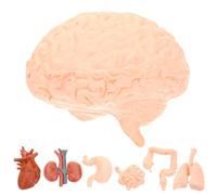 ANDRESLAD 8pcs Realistic Human Organ Models Teaching Props Lightweight Anatomical Brain Heart Lung Liver Kidney Stomach for Medical Students Doctors