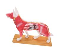 ANDRESLAD Canine Body Acupuncture Model Teaching Tool for Veterinary Students and Teachers Highly Detailed Dog Anatomy Demonstration Aid for Medical Training