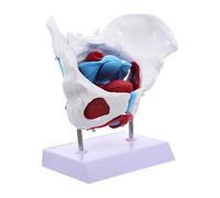 ANDRESLAD Detailed Female Pelvic Anatomy Model PVC Medical Teaching Aid with Pelvic Muscle Structure for Doctor Nurse Student Practice and School Display