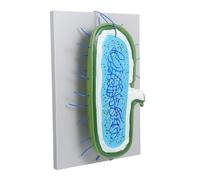 ANDRESLAD Interactive Enlarged Animal Cell Model Kit with Nucleus for Classroom Biology Teaching Buildable Science for Cellular Structure Learning and Study Aid