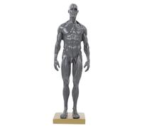 ANDRESLAD Male Muscle Anatomy Model with Solid Resin Body Structure for Art Teaching and Medical Study Human Body Anatomy Tool for Artist Drawing and Educational Reference Random Color