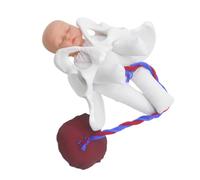 ANDRESLAD Realistic Female Pelvis Childbirth Model with Placenta and Umbilical Cord Midwife Training Tool for Obstetric Education and Prenatal Birth Simulation Easy-clean Pelvis Model for
