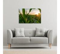 Andrew Lee Corn And Sun Close Up (Canvas Print) / 127 X 101 X 4Cm