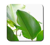 Andrew Lee Green Leaf Coaster Set / Default Title