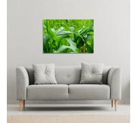 Andrew Lee Green Leaves Corn Fields As Background (Canvas Print) / 31 X 41 X 4Cm